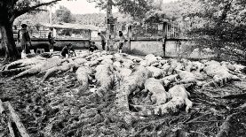 EFE/ Natthapak Khumkad, dueño de la granja Crocodile Lamphun