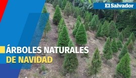 Árboles navideños naturales, una tradición que florece en la Finca San Antonio