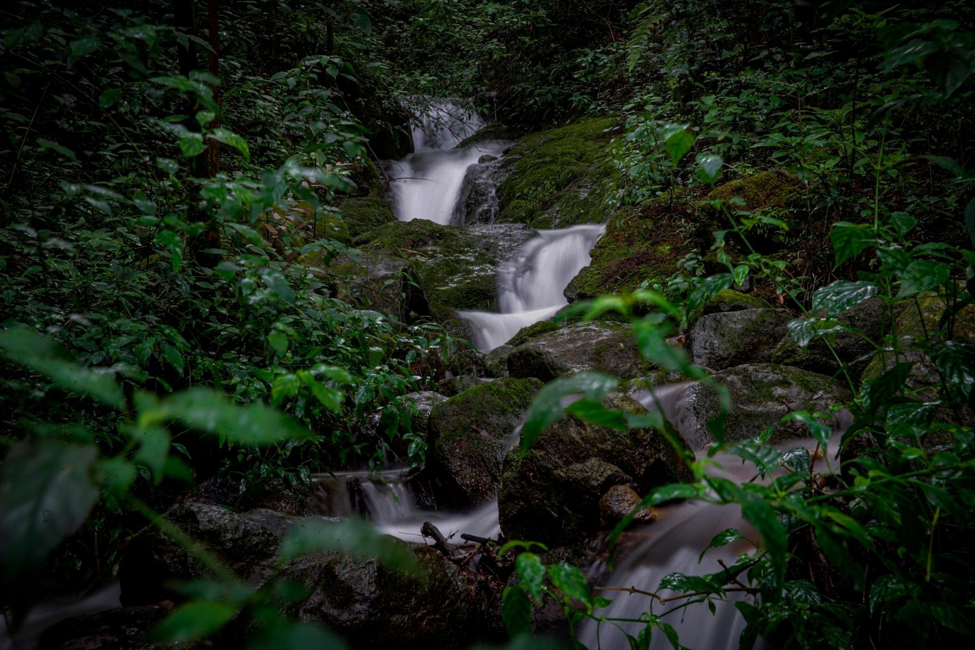  Montecristo es un área protegida en El Salvador. Foto: El Salvador Travel